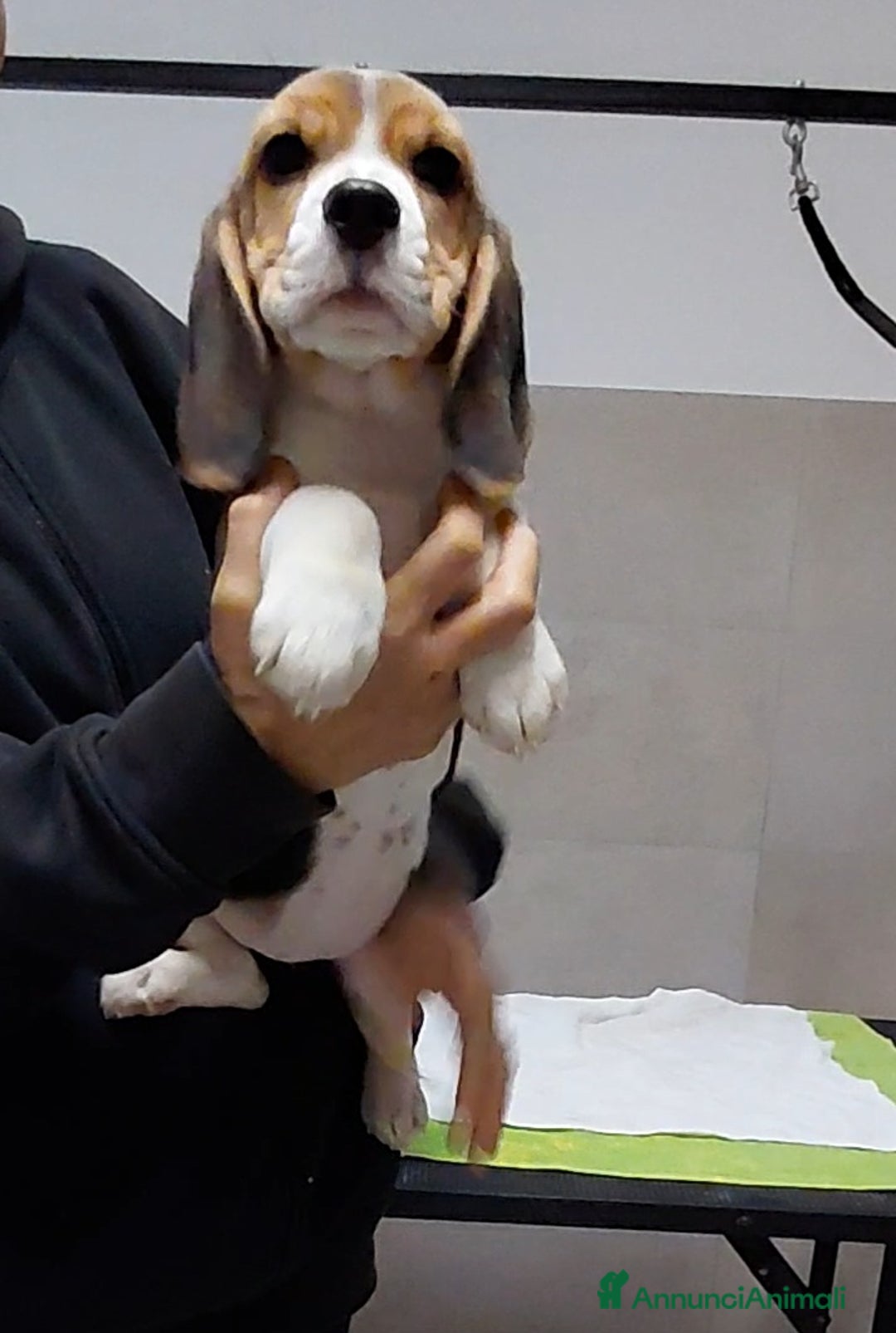 Beagle cani in vendita: Cuccioli Beagle - Annuncio 6