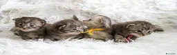 Maine Coon gatti in vendita: Maine coon m/f - Annuncio 7