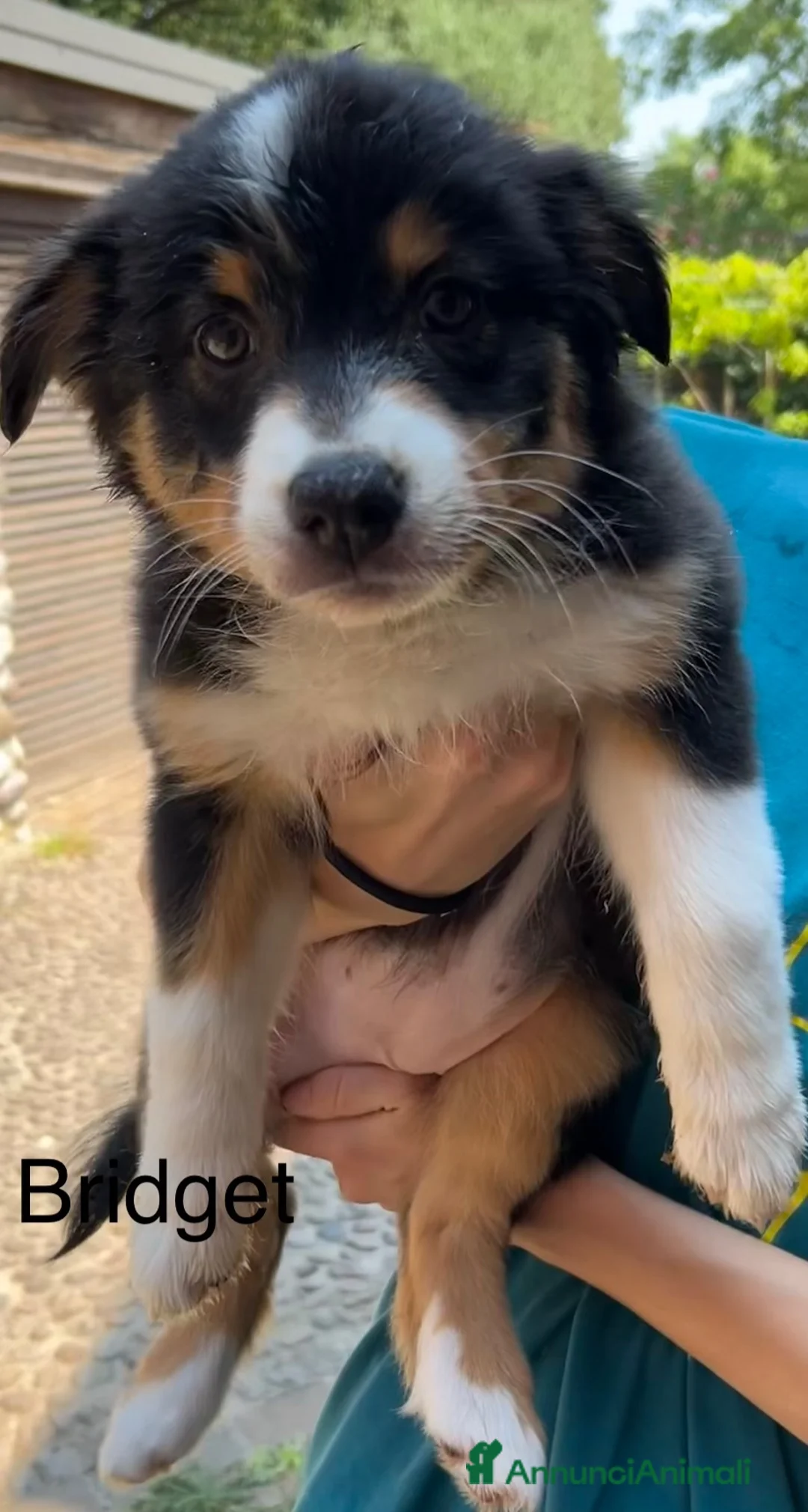 Australian Shepherd cani in vendita: Bellissime cucciole di pastore australiano - Annuncio 2