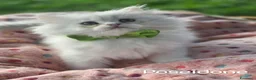 British gatti in vendita: Cuccioli British Golden e Silver - Annuncio 15