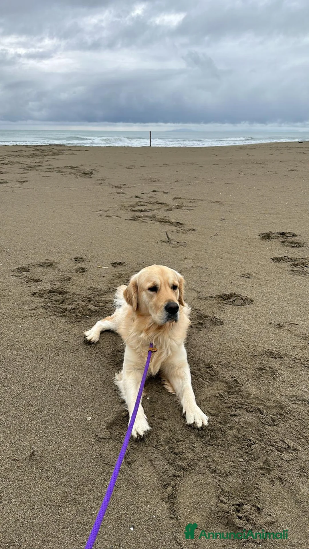 Golden Retriever cani in vendita: Vendesi cuccioli Golden Retriever - Annuncio 18