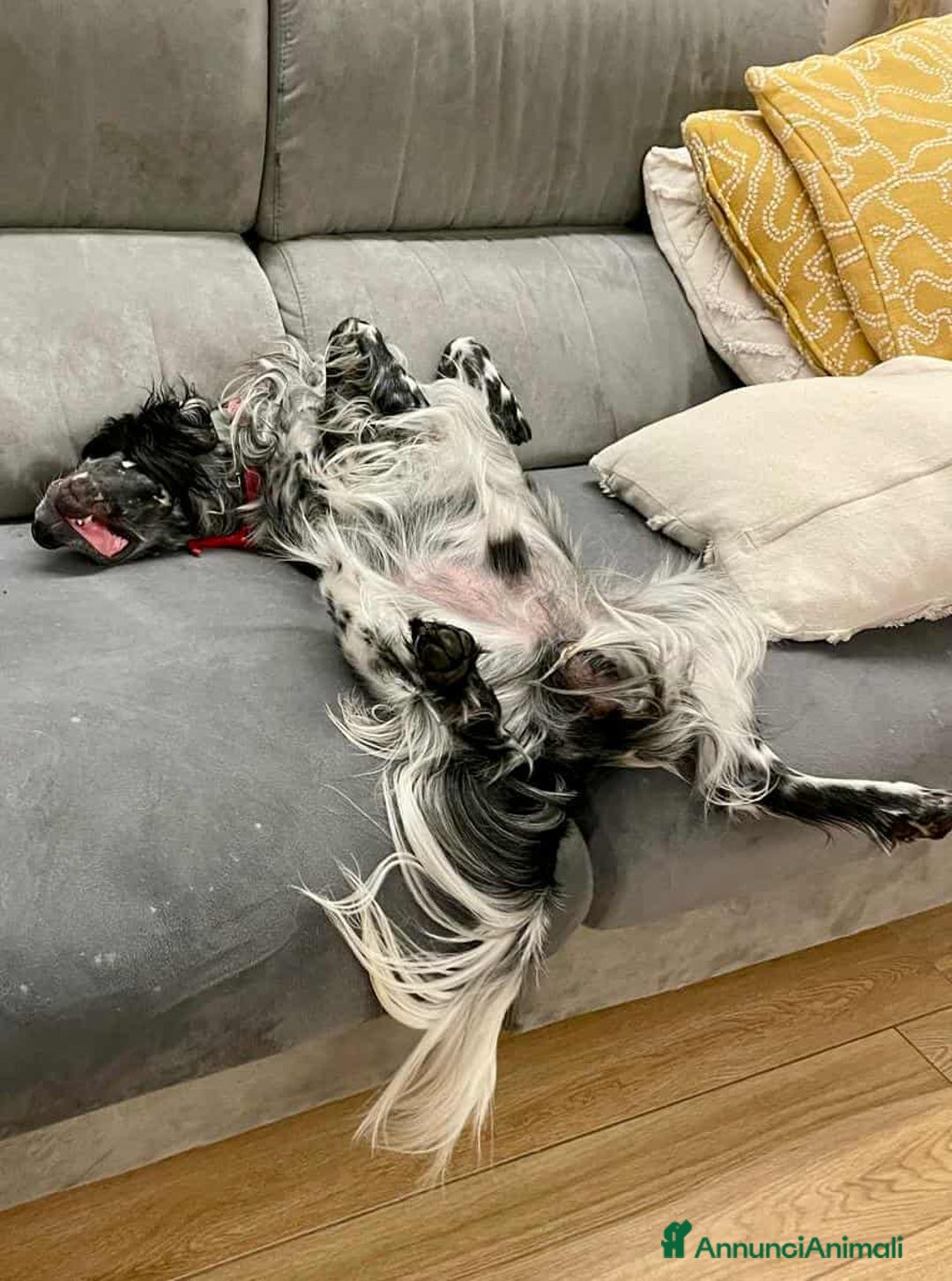 Setter Inglese cani in regalo: GINO, simpaticissimo SETTER INGLESE! - Annuncio 2