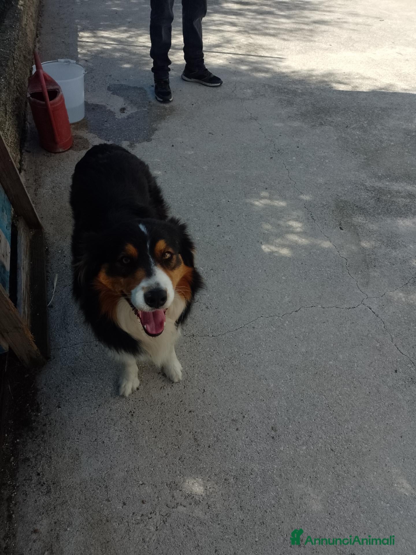 Australian Shepherd cani Vendita cuccioli  - Annuncio 2