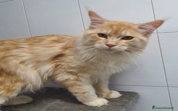 Maine Coon gatti in vendita: Maine coon 1 anno a Città Metropolitana di Napoli - Immagine 5