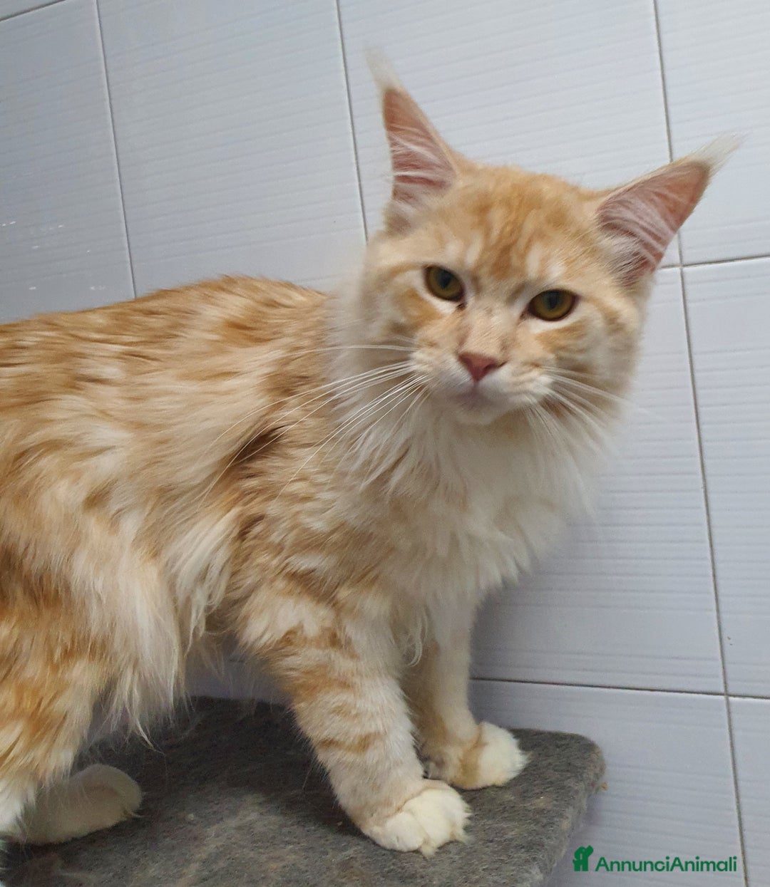 Maine Coon gatti in vendita: Maine coon 1 anno a Città Metropolitana di Napoli - Immagine 5