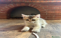 British gatti in vendita: 🐾 Cuccioli British Shorthair 🐾  a Provincia di Padova - Immagine 4