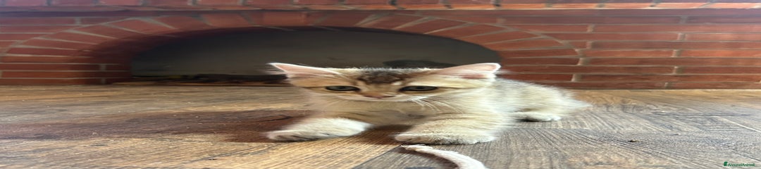 British Gattino 7