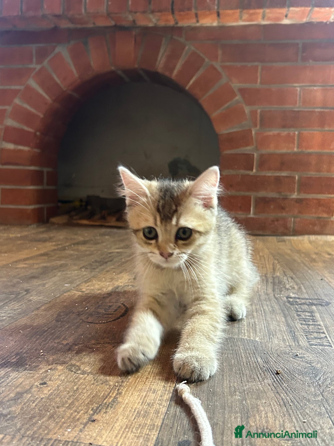 British gatti in vendita: 🐾 Cuccioli British Shorthair 🐾  a Provincia di Padova - Immagine 4
