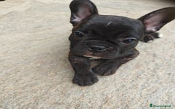 Bulldog Francese cani in vendita: CUCCIOLI DI BULLDOG FRANCESE a Provincia di Cuneo - Immagine 5