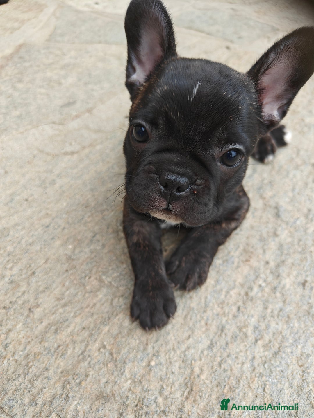 Bulldog Francese cani in vendita: CUCCIOLI DI BULLDOG FRANCESE a Provincia di Cuneo - Immagine 5