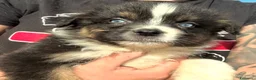 Australian Shepherd cani in vendita: black tricolor australian shepherd  - Annuncio 1
