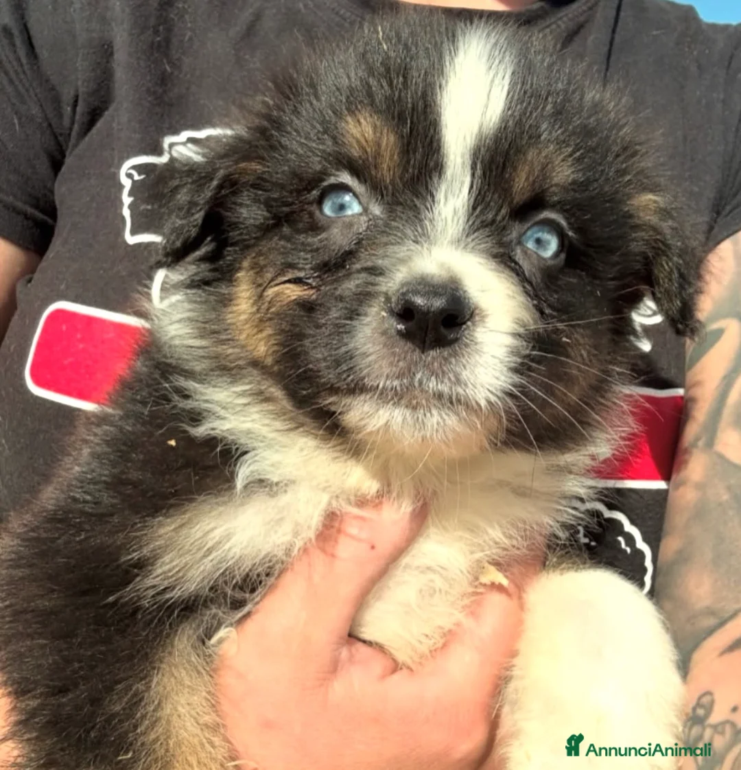 Australian Shepherd cani in vendita: black tricolor australian shepherd  - Annuncio 1