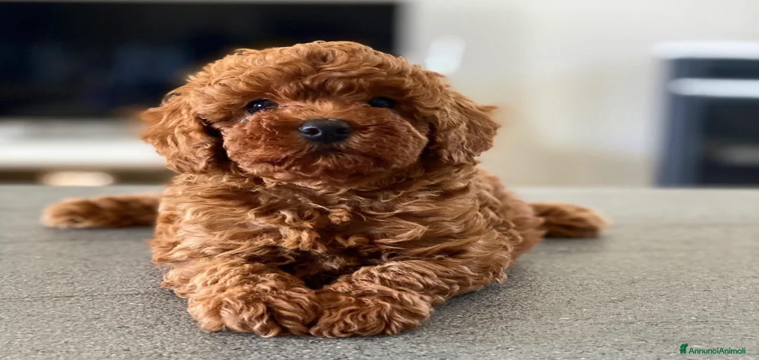 Immagine della galleria {{count}}