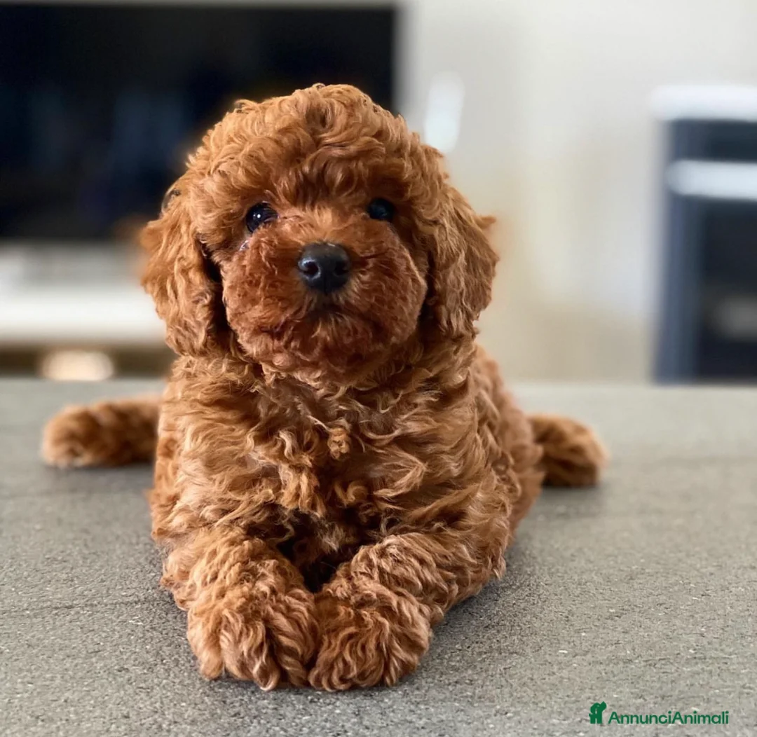 Immagine della galleria {{count}}