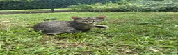 Meticcio gatti in regalo: Gattine  a Provincia di Viterbo - Annuncio 3
