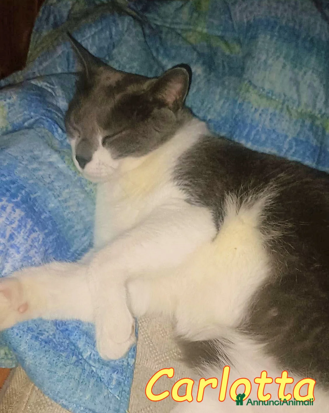 Europeo gatti in regalo: URGENTISSIMO🚨 a Città metropolitana di Milano - Annuncio 2