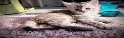 Maine Coon gatti in vendita: Maine coon cucciolo con pedigree  - Annuncio 5