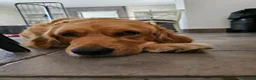 Golden Retriever cani in vendita: Cuccioli Golden Retriever  - Annuncio 17