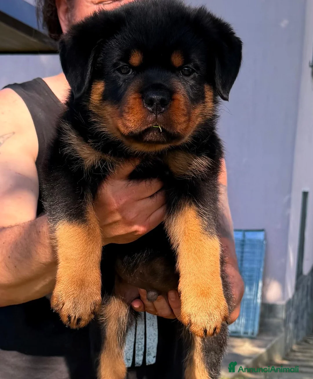 Rottweiler cani in vendita: Imponente maschio rottweiler pedigree enci - Annuncio 3