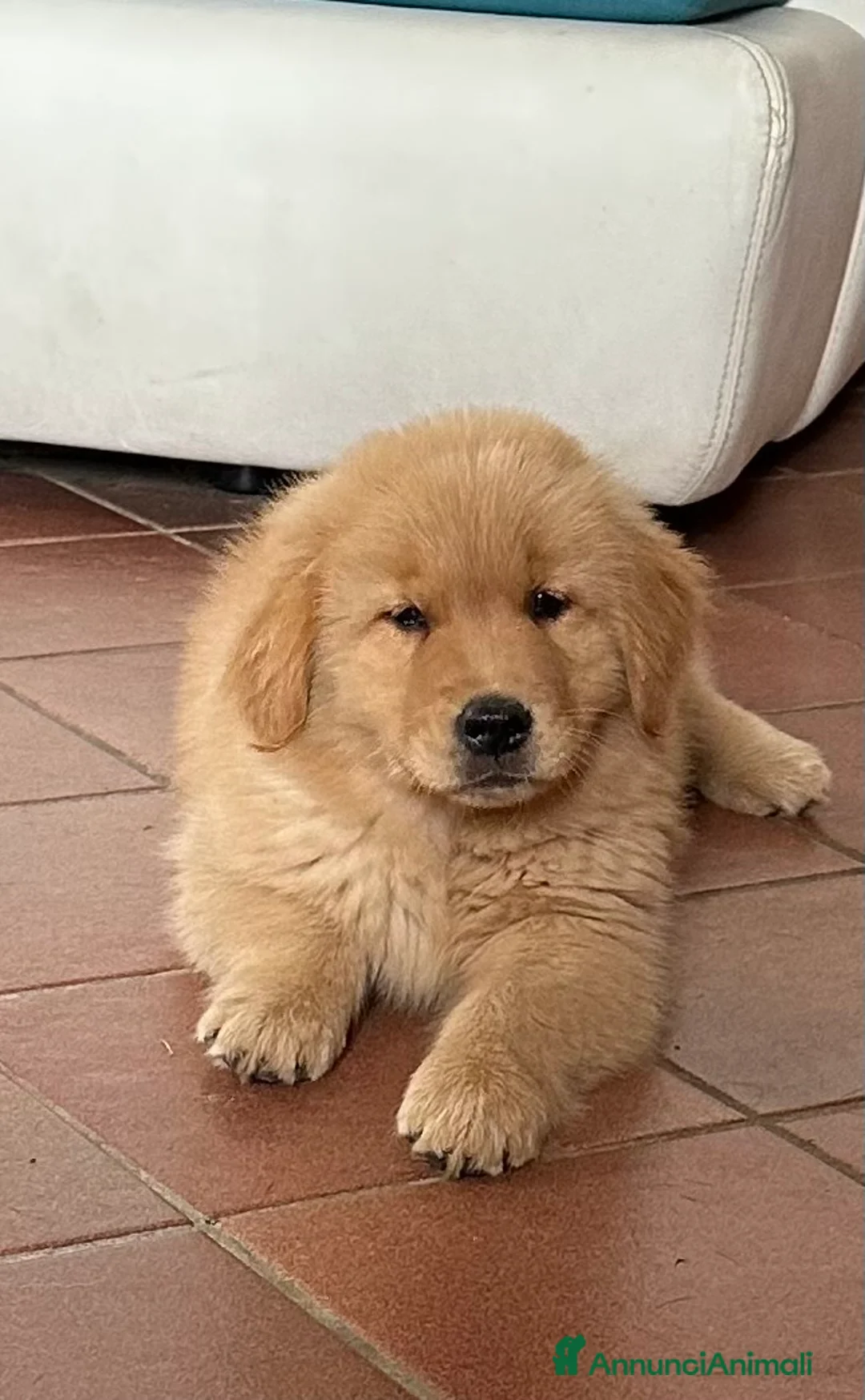 Immagine della galleria {{count}}