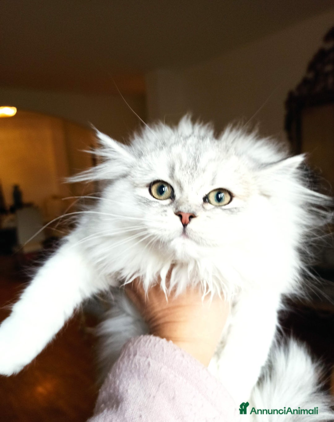 Persiano gatti in vendita: Gattini persiani normotipo  - Annuncio 3