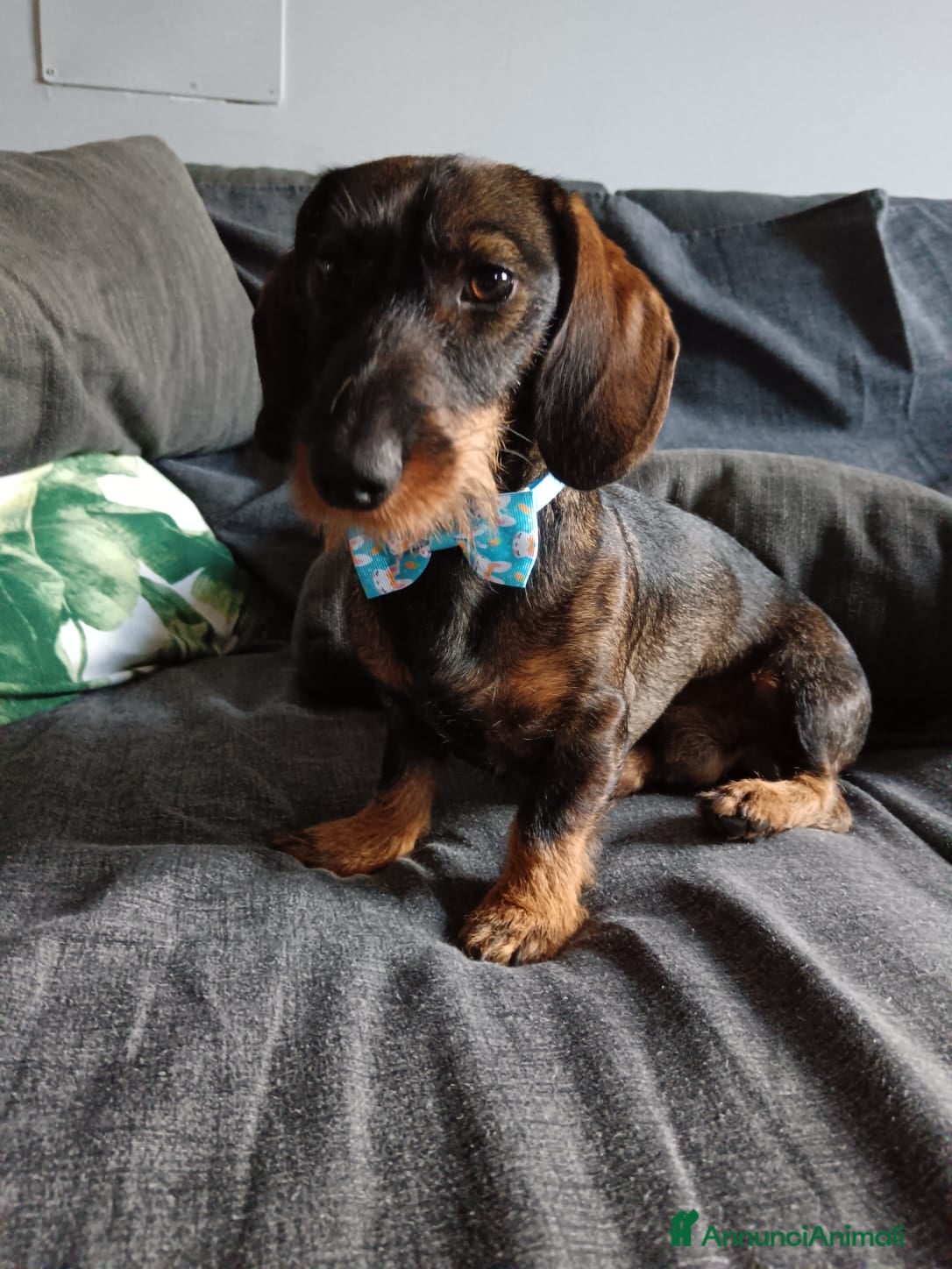 Bassotto cani Bassotto a pelo duro  - Annuncio 1