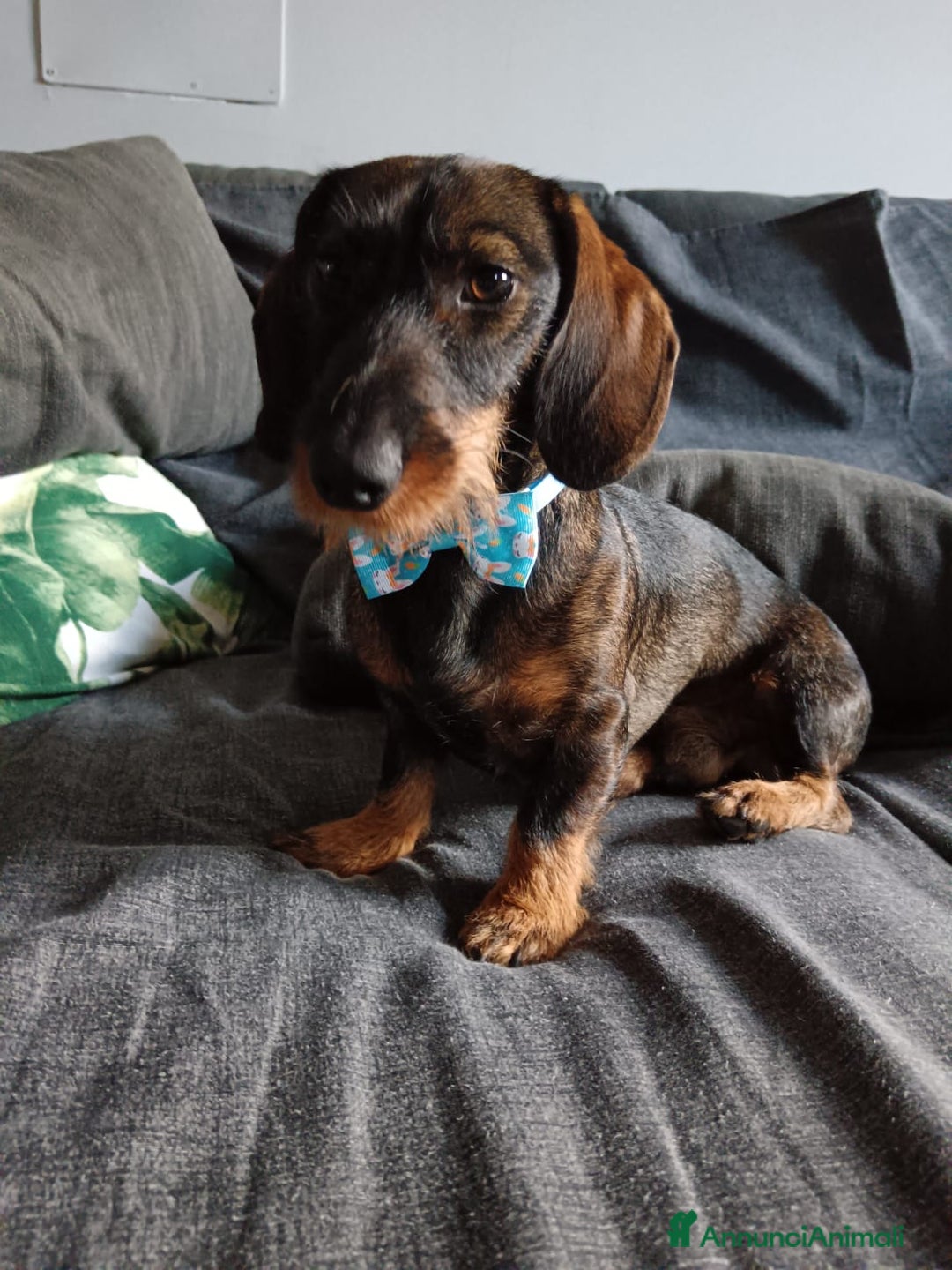 Bassotto cani per accoppiamento: Bassotto a pelo duro  - Annuncio 1