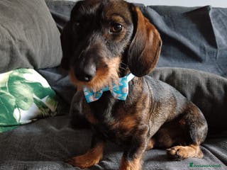 Bassotto cani Bassotto a pelo duro - Annuncio 13