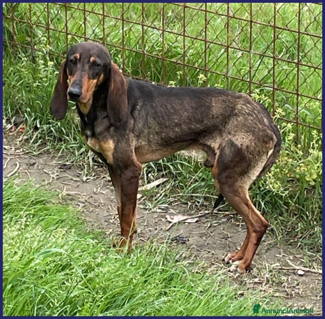 Segugio cani in regalo: ORAZIO, TENERO SEGUGIO 2 ANNI, SOGNA UNA FAMIGLIA a Città metropolitana di Milano - Annuncio 2