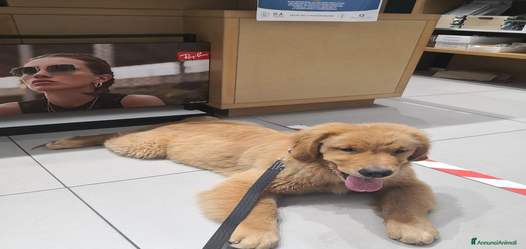 Immagine della galleria {{count}}