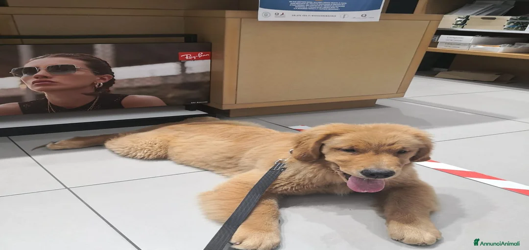 Immagine della galleria {{count}}