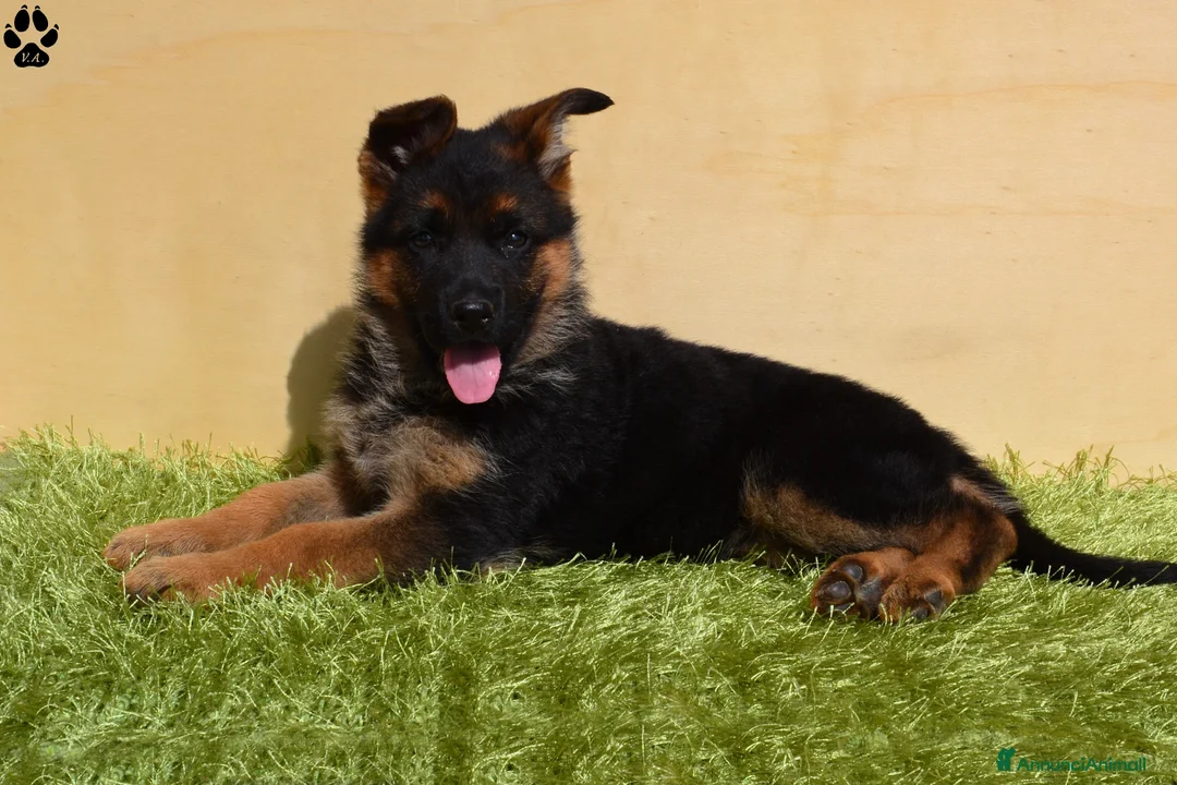 Pastore Tedesco cani in vendita: Cuccioli di pastore tedesco selezionati - Annuncio 1