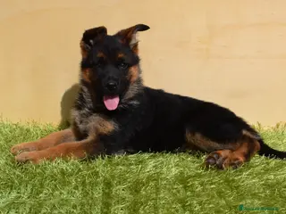 Pastore Tedesco cani in vendita: Cuccioli di pastore tedesco selezionati - Annuncio 2