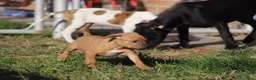 Pitbull cani in vendita: Cuccioli Pit Bull con Pedigree anche a rate - Annuncio 20