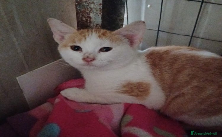 Meticcio gatti - Annuncio 3