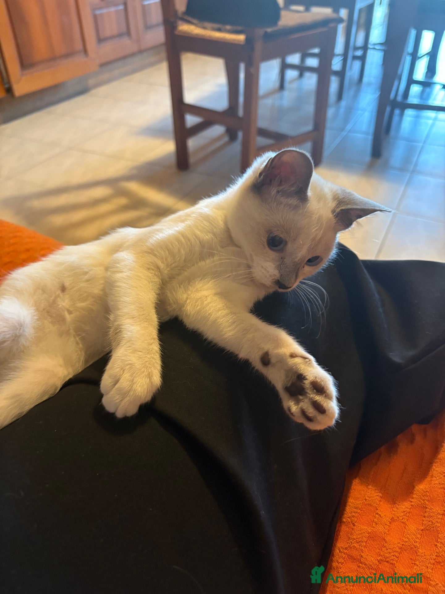 Meticcio gatti Cuccioli di gatte femmine  - Annuncio 1
