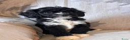 Cavapoo cani in vendita: Cuccioli di cane Cavapoo - Annuncio 13