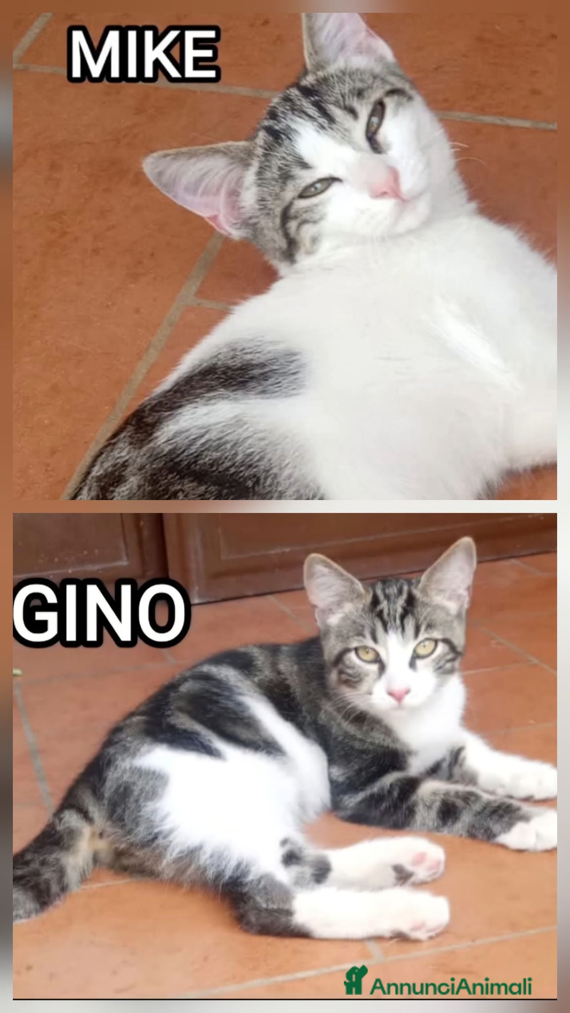 Europeo gatti Ma quanto siamo belli?!😻 - Annuncio 34