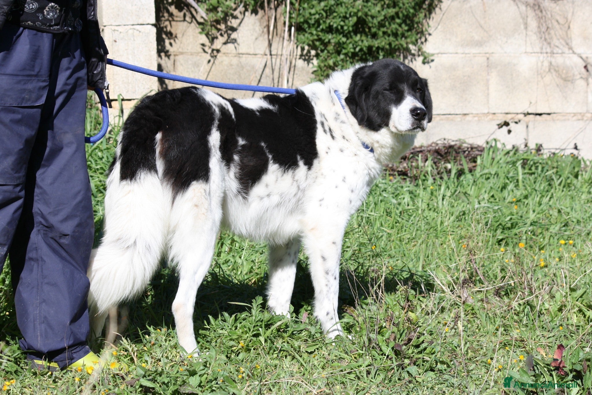 Meticcio cani in regalo: Panda dolce cagnolone in adozione  - Annuncio 2