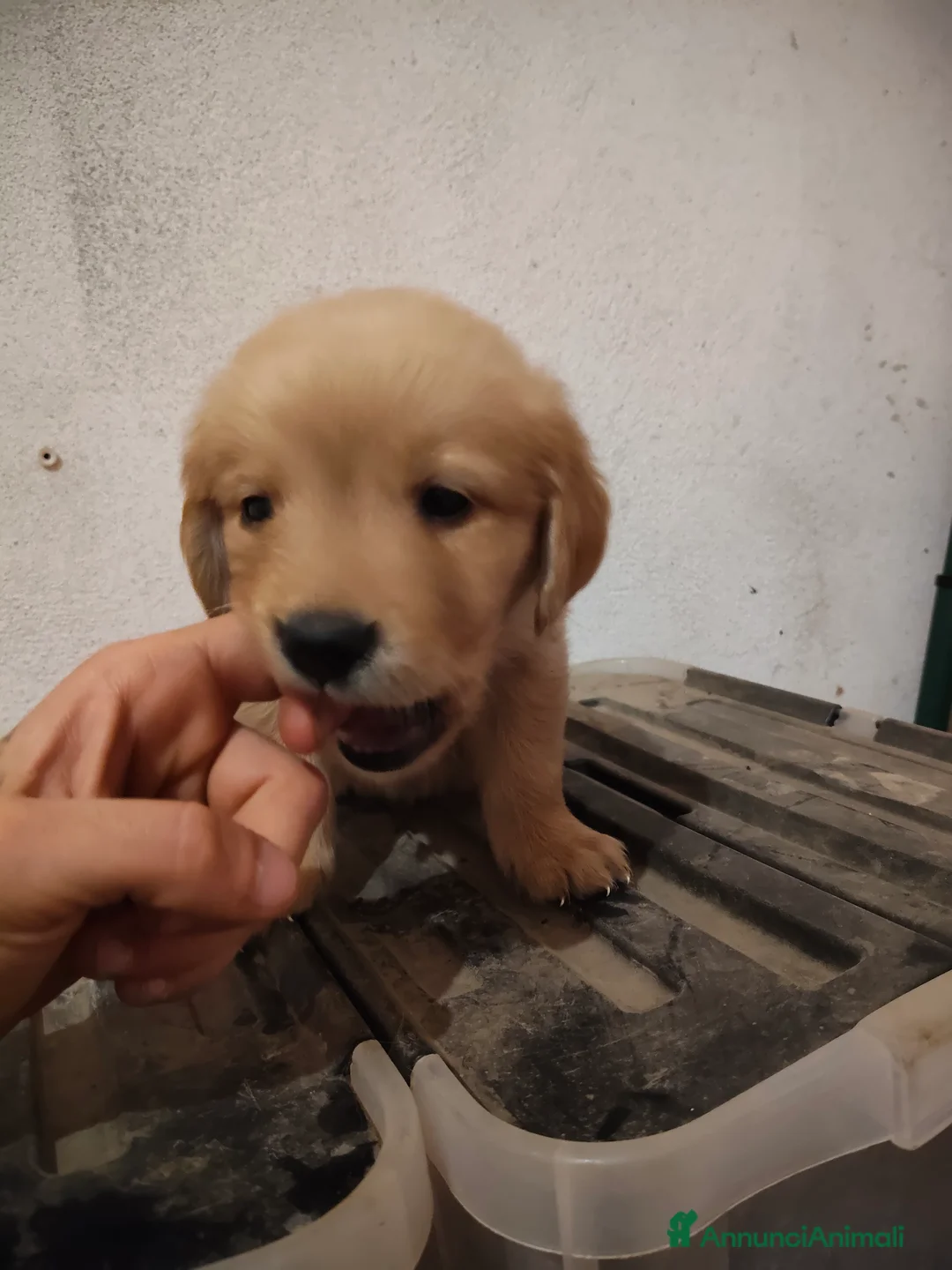 Golden Retriever cani in vendita: Vendesi ultimo cucciolo di Golden retriever  - Annuncio 7