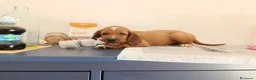 Meticcio cani in vendita: Cuccioli cani da caccia a Città Metropolitana di Bari - Annuncio 4