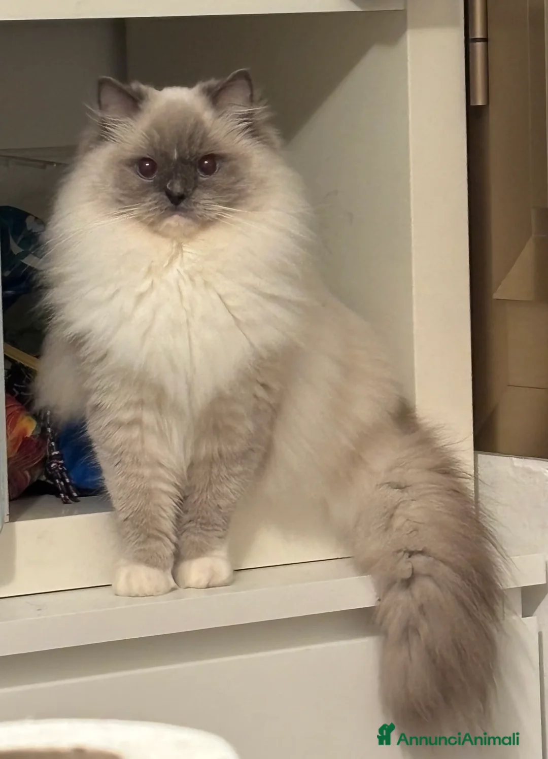 Meticcio gatti in vendita: PRENOTAZIONE CUCCIOLATA - Annuncio 3