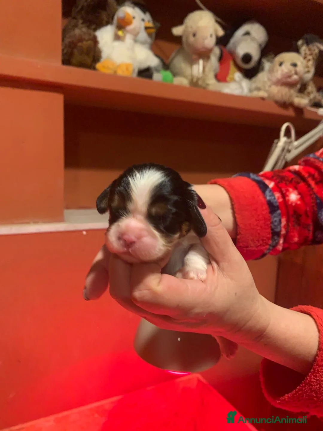 Cavalier King cani in vendita: Cuccioli di Cavalier King Charles Spaniel - Annuncio 6