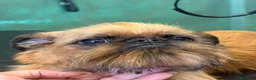 Griffone a Pelo Duro cani in vendita: Griffone di Bruxelles - maschio di 7 mesi dispon.  - Annuncio 3