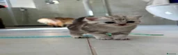 Scottish gatti in vendita: Bellissimi cuccioli di scottish straight/fold - Annuncio 3