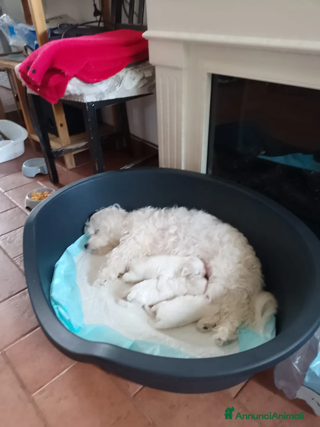 Maltese cani in vendita: Cuccioli di maltese  a Provincia di Macerata - Annuncio 2