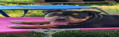 Pitbull 1