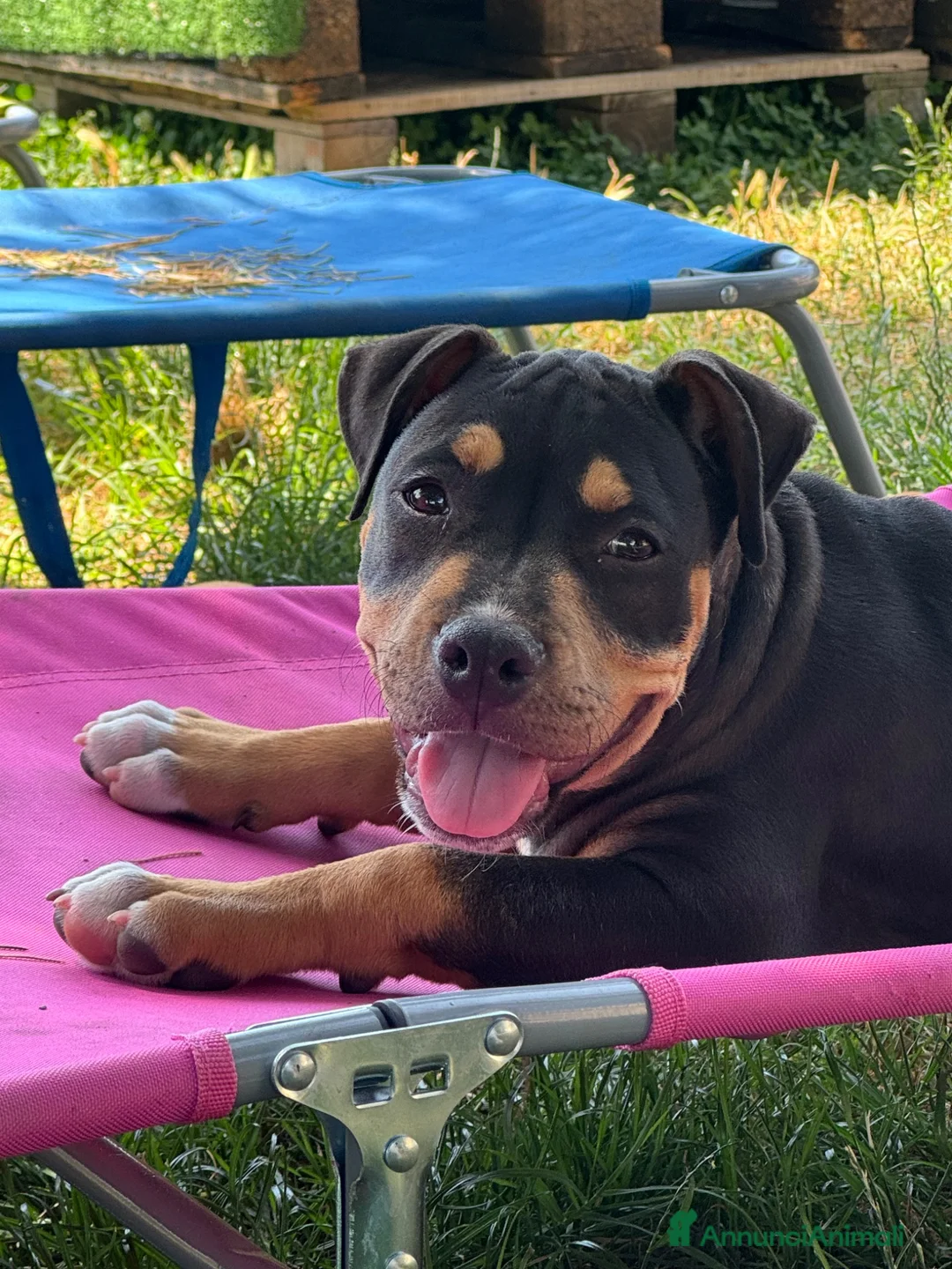 Pitbull cani in vendita: Ultima cucciola di Pit Bull Black Tricolor  - Annuncio 7