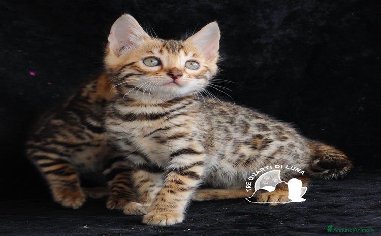 Bengala gatti Cuccioli Bengala – Il Fascino della Natura - Annuncio 3