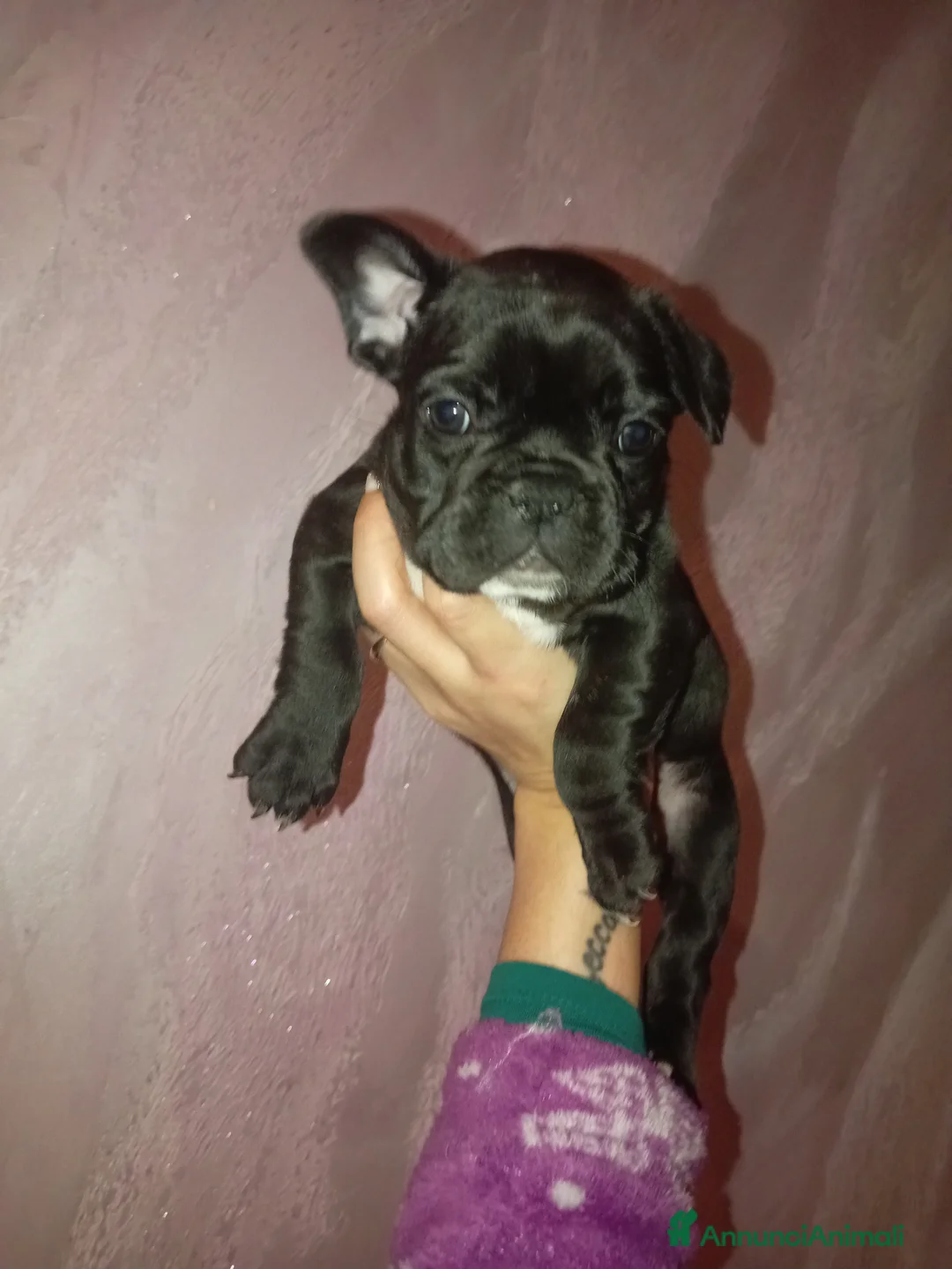 Bulldog Francese cani in vendita: Cuccioli bulldog francese  a Città metropolitana di Palermo - Annuncio 2